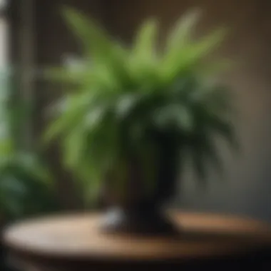 The Beauty of Elevated Greenery Elegant tabletop plant pedestal showcasing a vibrant fern