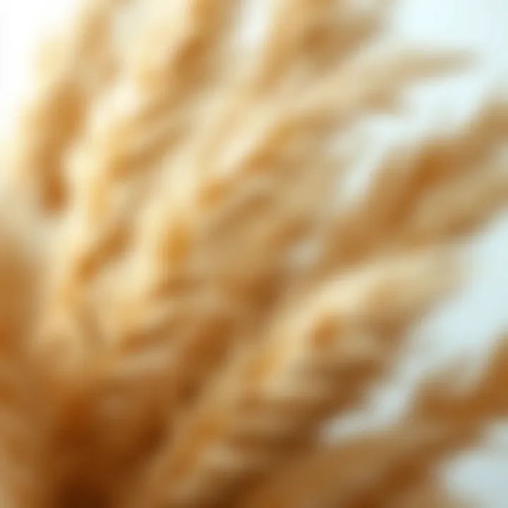 Close-up of pampas grass showcasing its texture and beauty