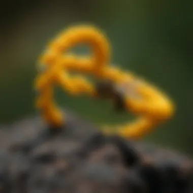 Notable The Intricacies of Beeswax Bracelets: A Comprehensive Exploration