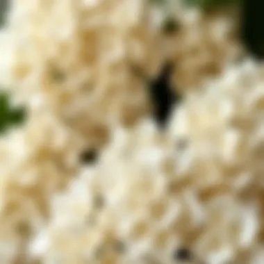Close-up of synthetic white hydrangeas showcasing their realistic texture