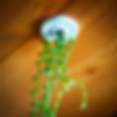 Close-up of a screw hook installed in a wooden ceiling with a trailing plant